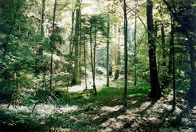 Waldstimmung